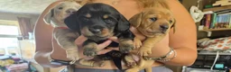 Miniature Dachshund dogs for sale: Miniature dachshunds looking for a forever home - Advert 10