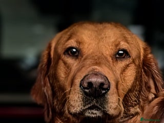 Labrador Retriever dogs Fab KC Fox Red Pups - 4* Higher Standard Breeder - Advert 15