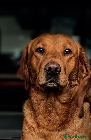 Labrador Retriever dogs Fab KC Fox Red Pups - 4* Higher Standard Breeder - Advert 1