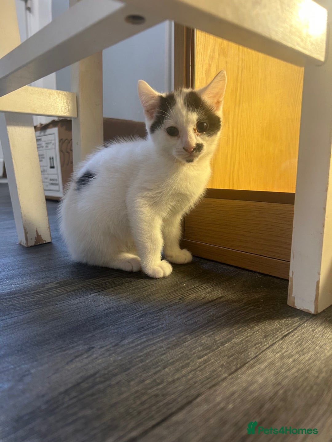 Mixed Breed cats for sale:  8 weeks old not 6 Black and white kittens  - Advert 3