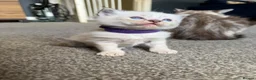 Ragdoll cats for sale: 3 gorgeous blue point male ragdolls. Ready now.  - Advert 17