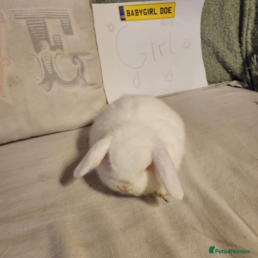 Mini Lop rabbits for sale: Stunning Mini Lops from Keeper's Mini Lops  - Advert 3