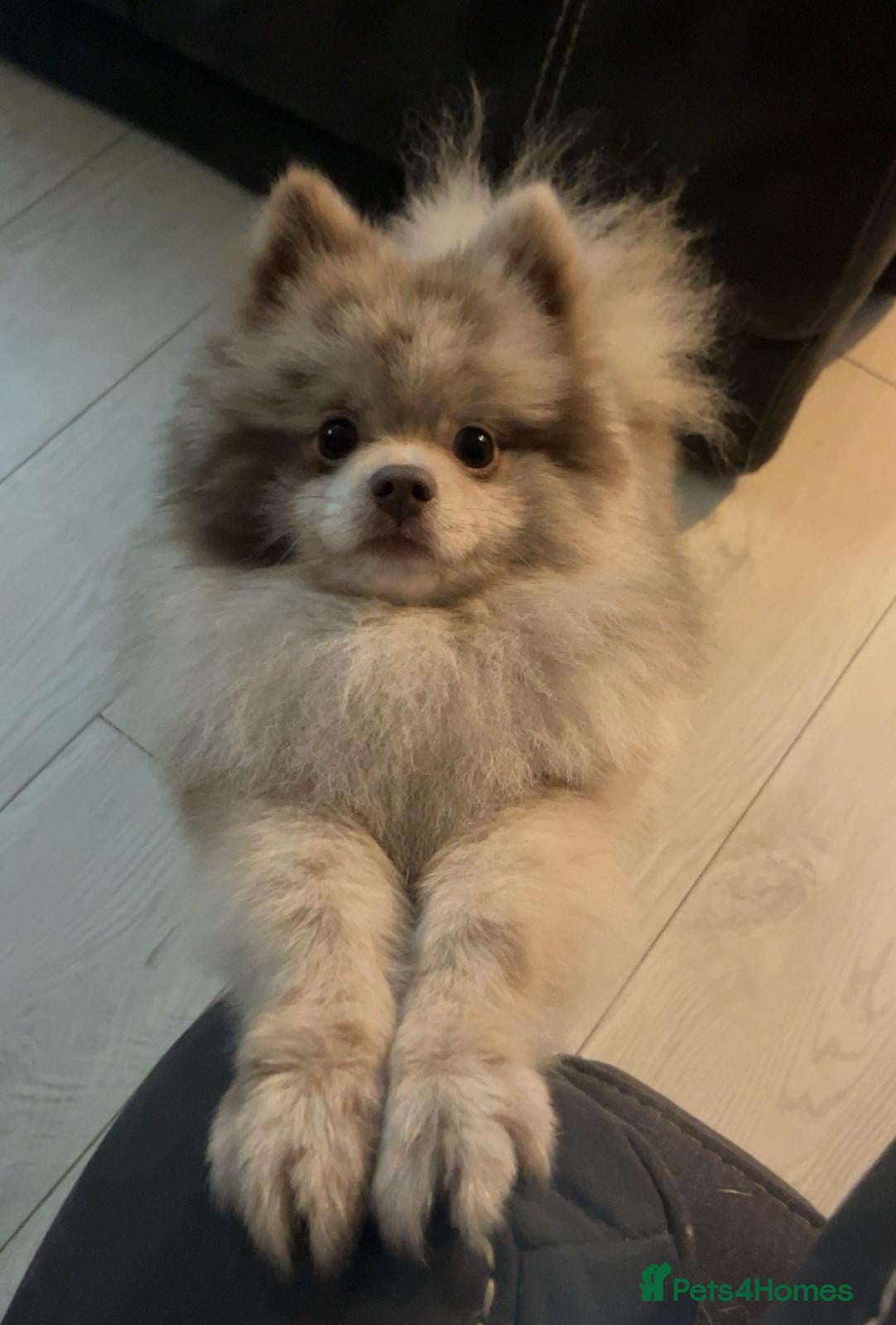 Pomeranian dogs Pomeranian - Advert 1