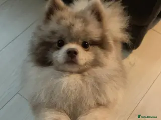 Pomeranian dogs Pomeranian - Advert 2