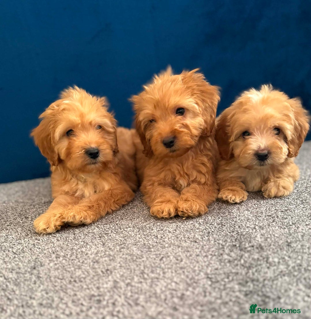 Cockapoo dogs for sale: Ready to go beautiful puppies  - Advert 16