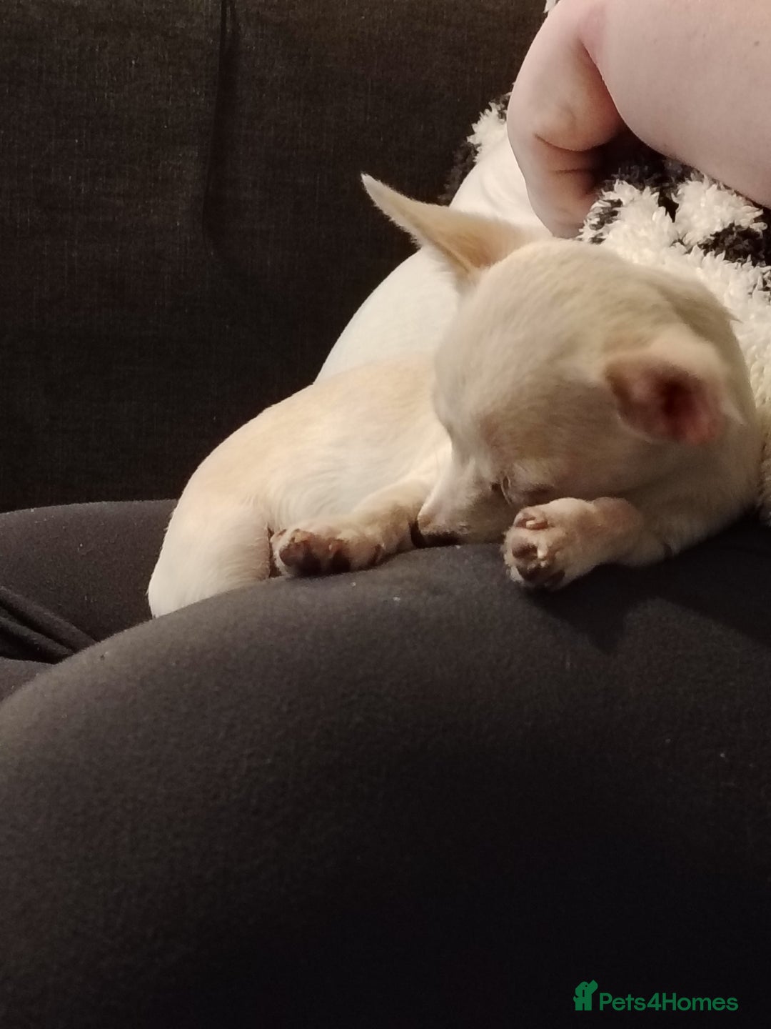 Chihuahua dogs for sale: Deer head chihuahua  - Advert 13