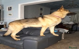 German Shepherd dogs for sale: German Shepherd pups - Image 11