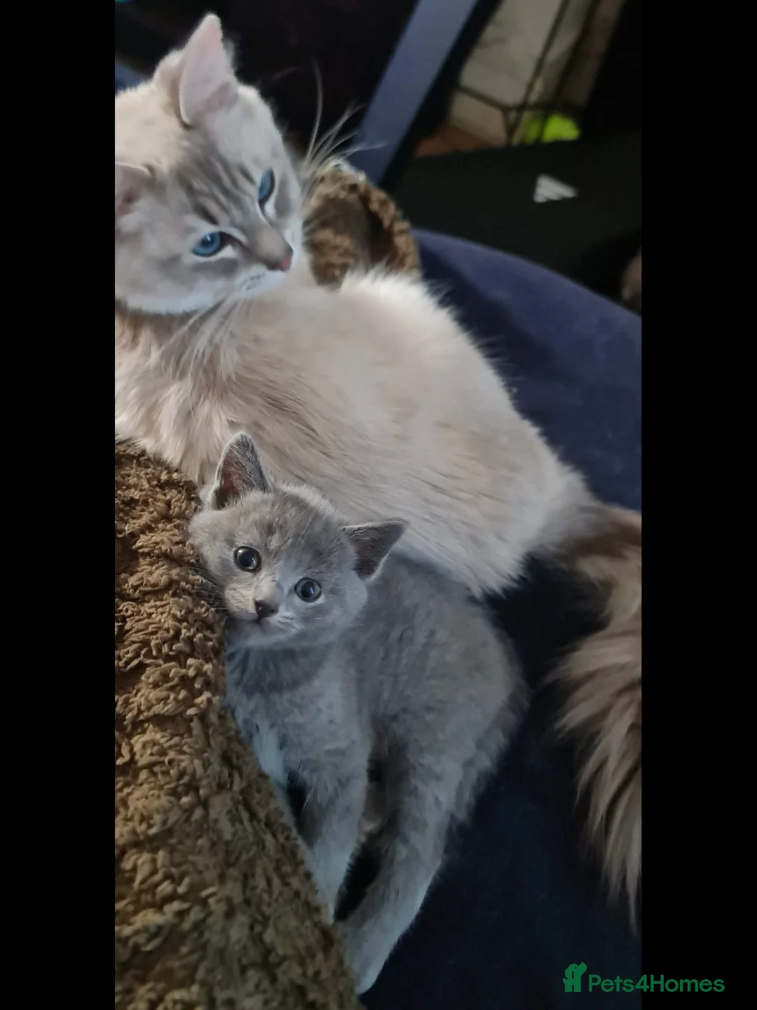 Ragdoll cats for sale: British short hair & ragdoll x - Advert 1