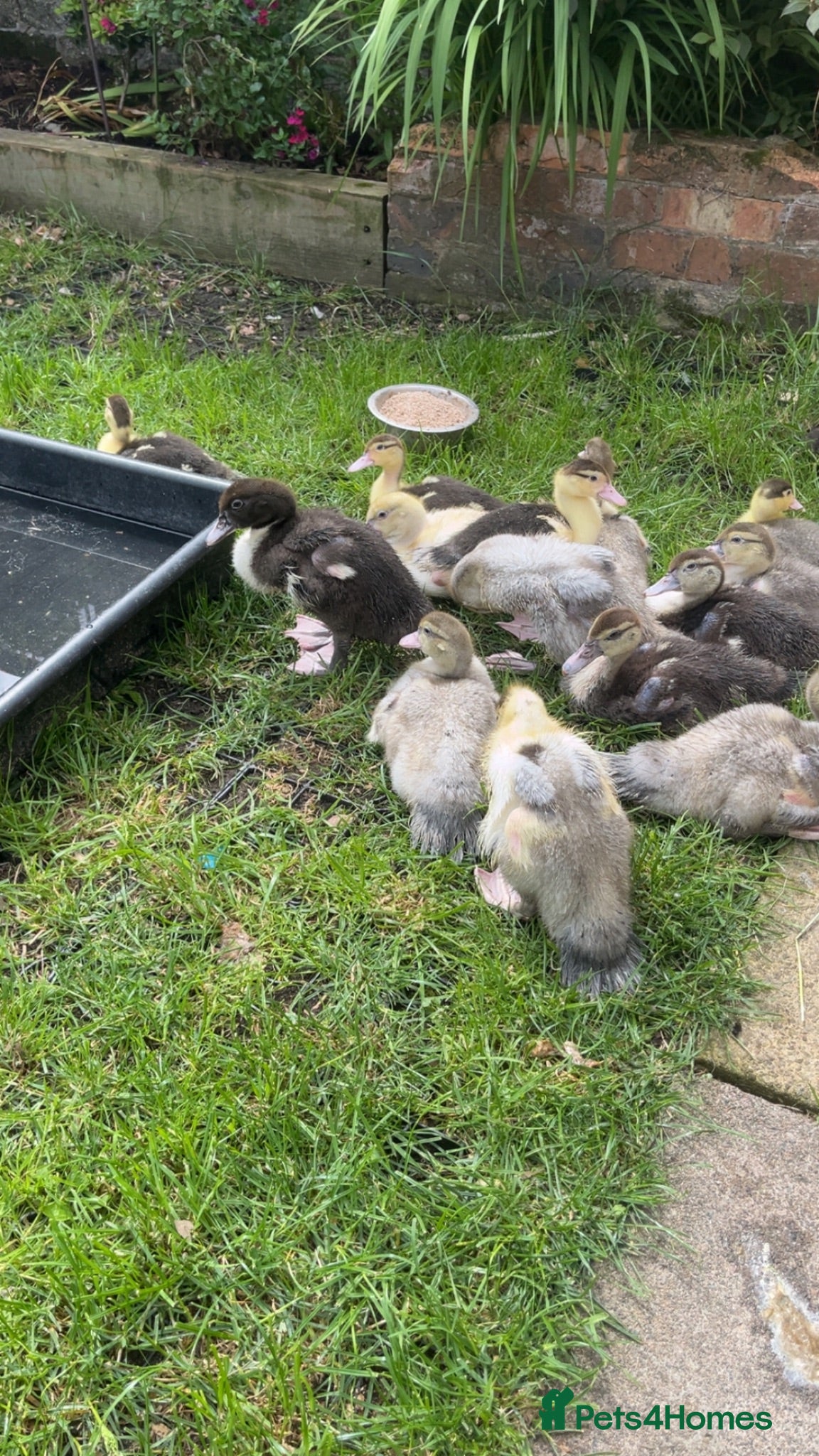 Ducks poultry Muscovy ducklings  - Advert 2