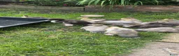 Ducks poultry for sale: Muscovy ducklings  - Advert 2
