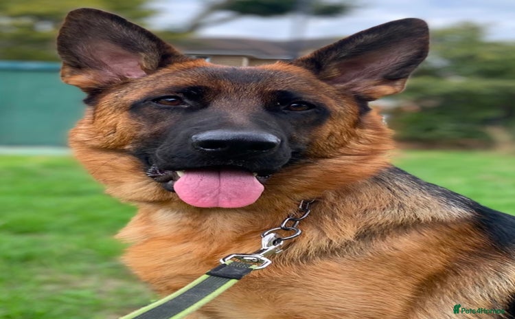 German Shepherd dogs - Advert 1