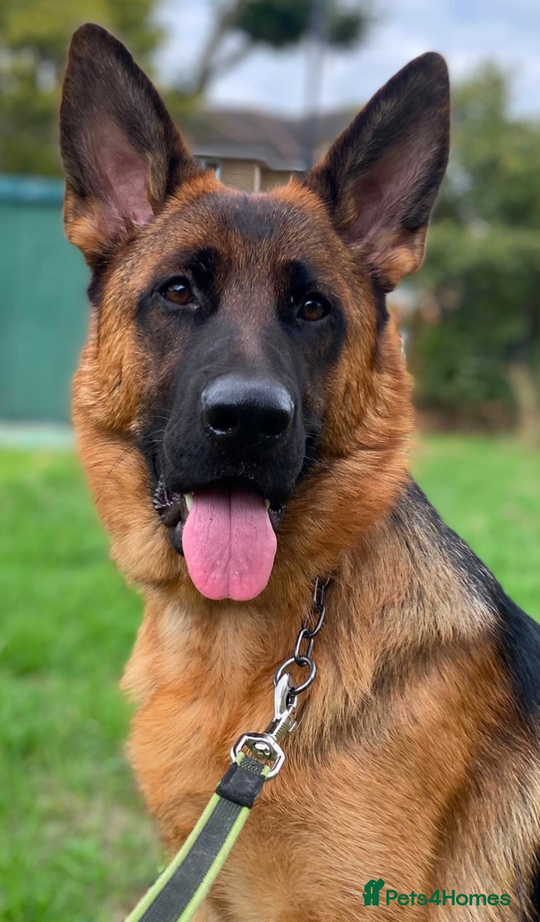 German Shepherd dogs for sale: A beautiful German import pup bitch  - Image 1