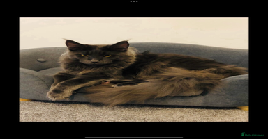 Maine Coon cats - Advert 12