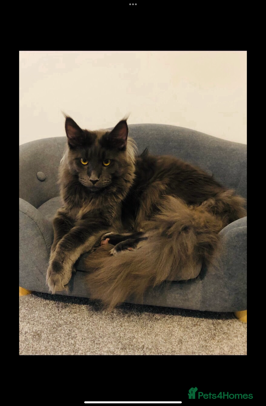 Maine Coon cats for sale: Beautiful Blue/Black Smoked or Solid Maine Coons  - Image 3