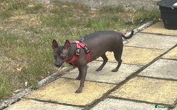 Mexican Hairless dogs for sale: Mexican Hairless, mini - Image 3