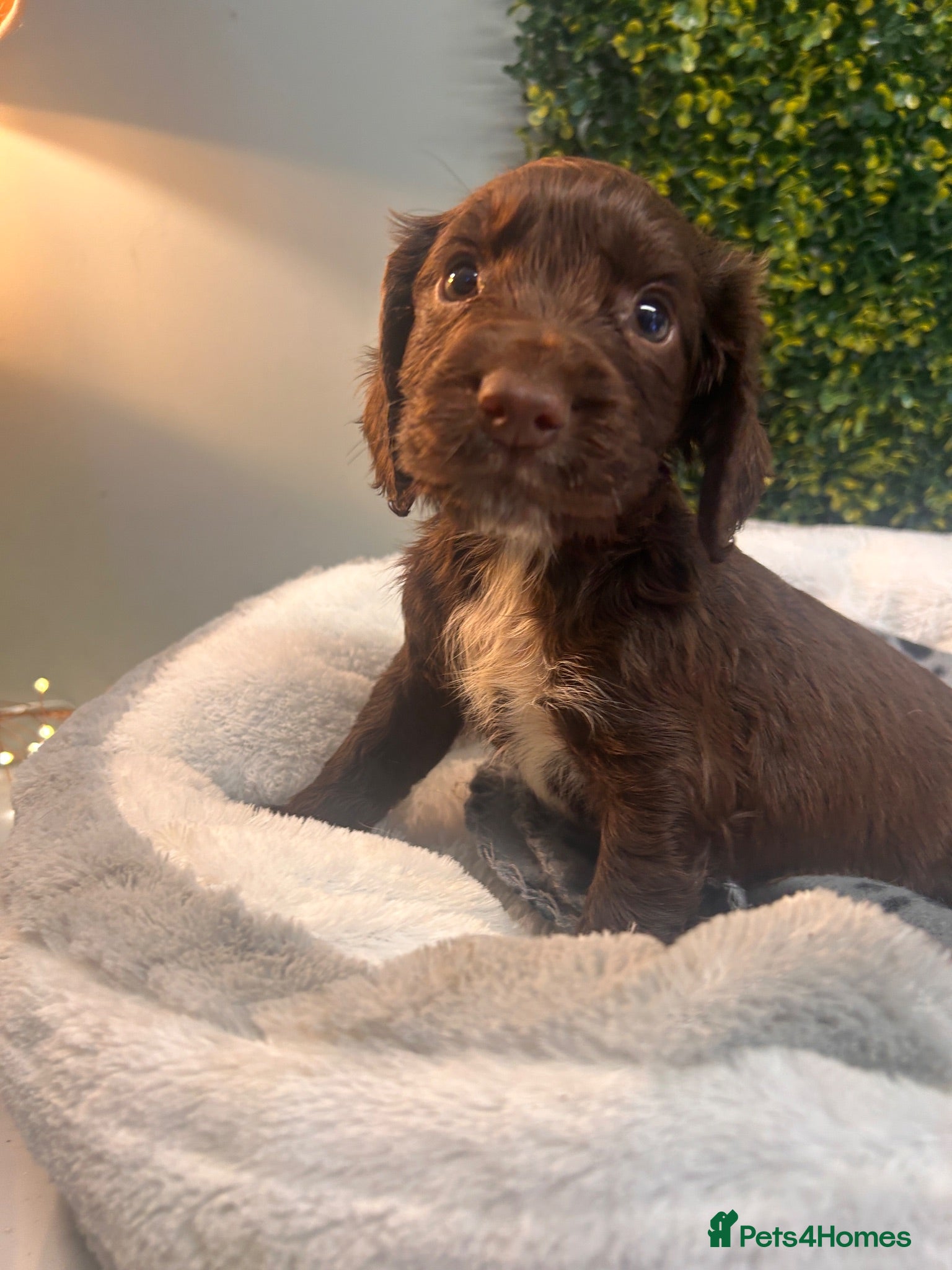 Sprocker dogs F1b (75% Cocker) Sprocker Puppies 5 * Breeder  - Advert 1
