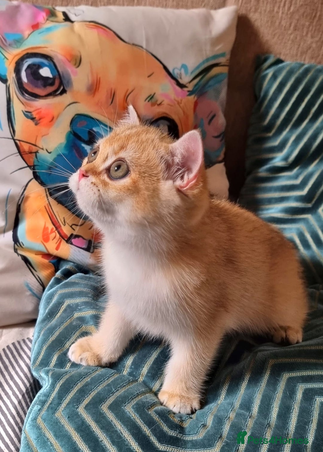 British Shorthair cats for sale: NY12 GOLDEN BRITISH SHORTHAIR BOY READY TO GO!  - Image 12
