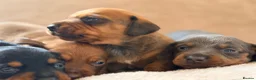 Miniature Dachshund dogs for sale: 🌈 🐾Beautiful Dachshund Rainbow Litter🐾🌈 - Advert 21