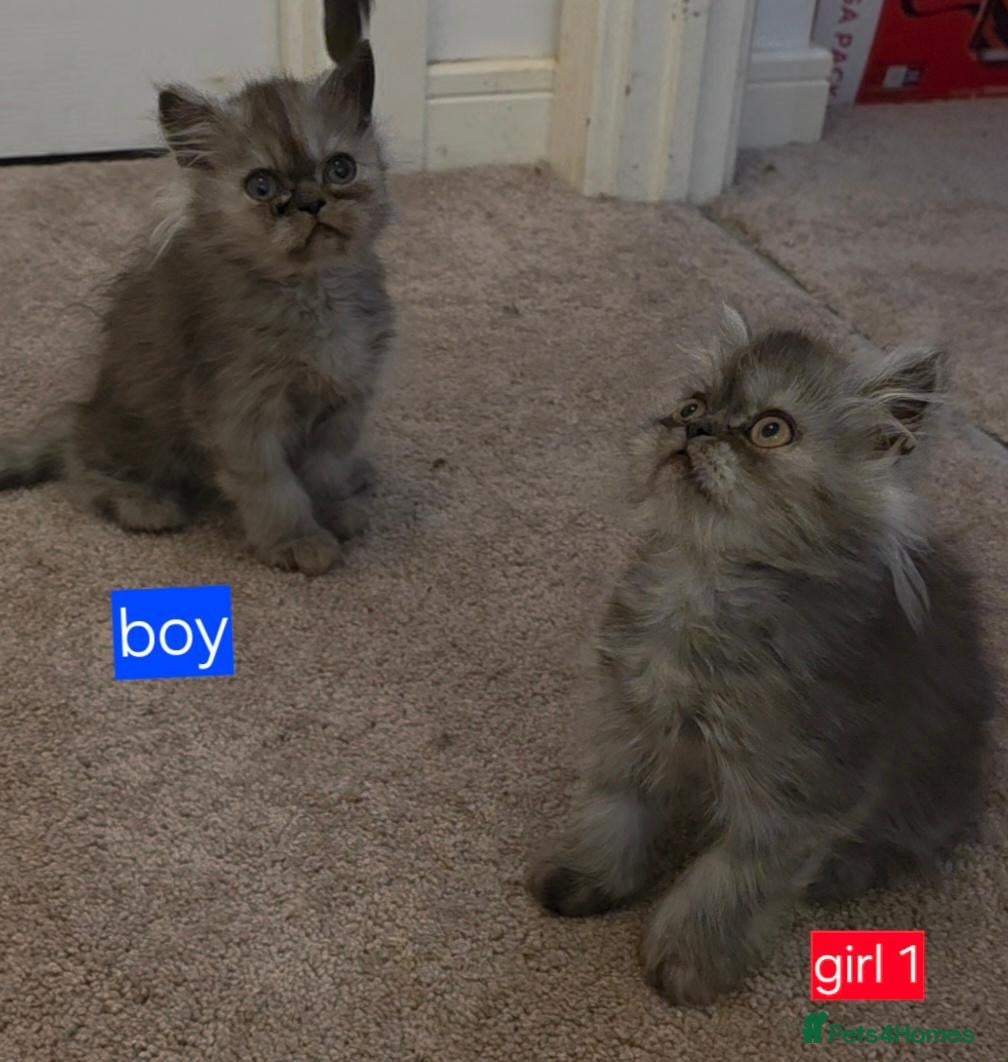 Persian cats 1 boy and 2 girls remaining. Silver shade persians - Advert 3