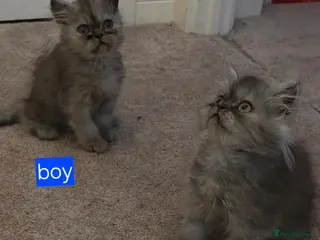 Persian cats 1 boy and 2 girls remaining. Silver shade persians - Advert 3