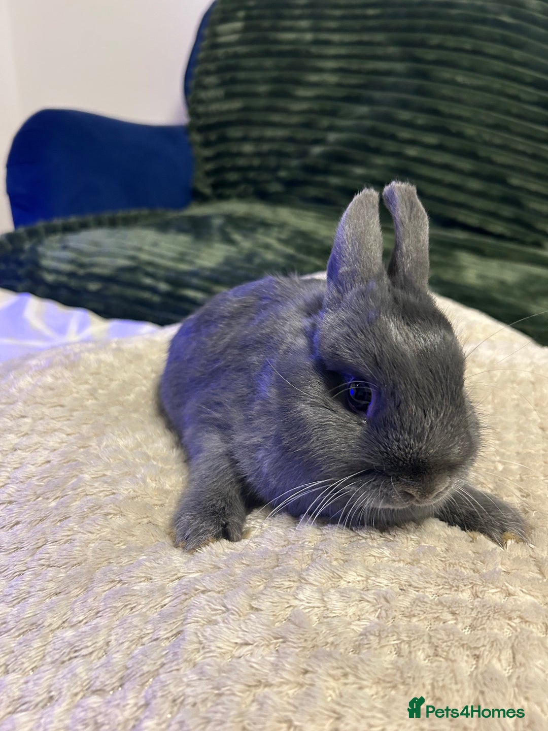 Netherland Dwarf rabbits for sale: Netherland dwarf brothers ready to go  - Advert 7