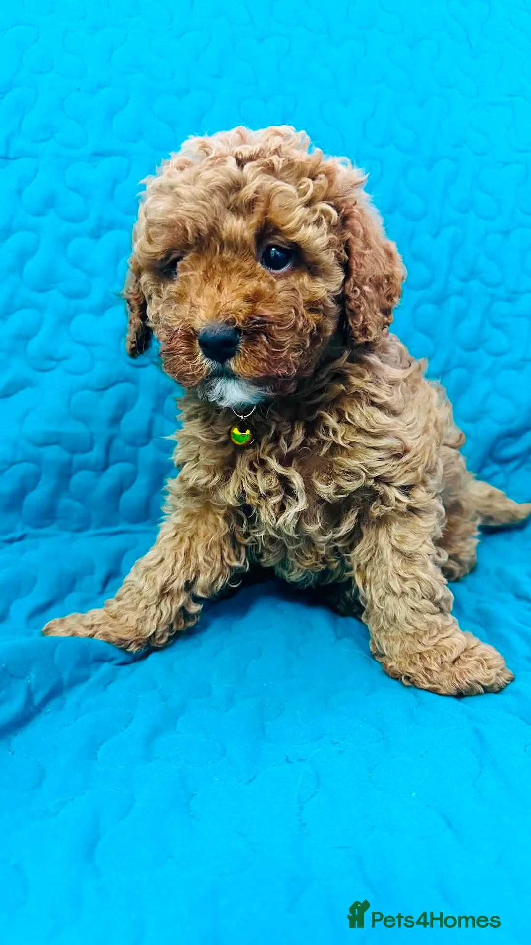 Cavapoo dogs for sale: F1B cavapoos in Sunderland - Advert 1