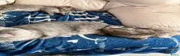 British Shorthair cats for sale: Stunning ragdoll cross BSH litter - Advert 7