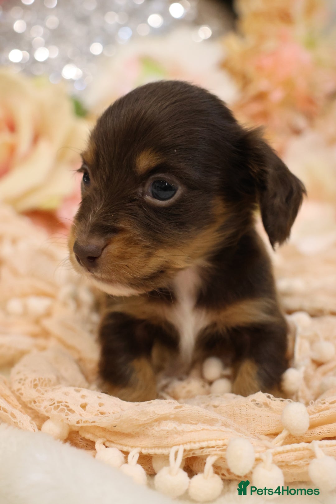 Miniature Dachshund dogs for sale: KC Longhair Miniature Dachshund Puppies - Advert 21