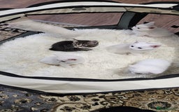 British Shorthair cats for sale: x6 Gorgeous Kittens looking for forever homes - Image 6