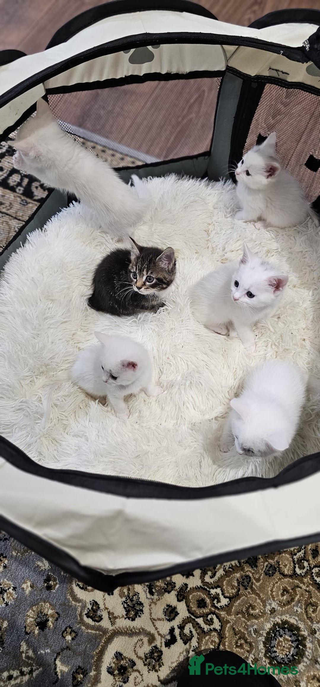 British Shorthair cats for sale: x6 Gorgeous Kittens looking for forever homes - Image 6