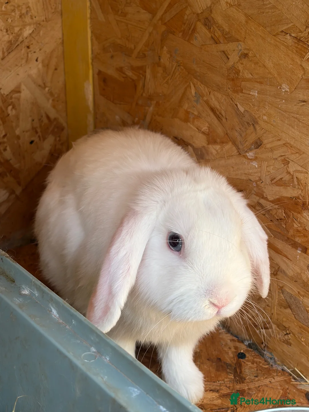 Mini Lop rabbits for sale: Min lops - Advert 3