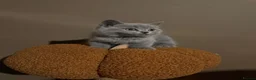 British Shorthair cats for sale: 🤍✨Exceptional GCCF Registered BSH&BLH Kittens  - Advert 26