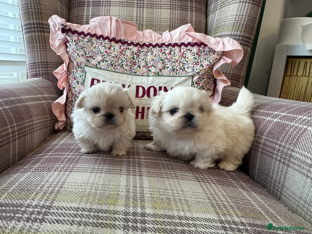 Pekingese dogs for sale: Pekingese puppys - Advert 7