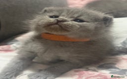 Himalayan cats for sale: 3 kittens Himalayan x Scottish fold Ready now - Image 23
