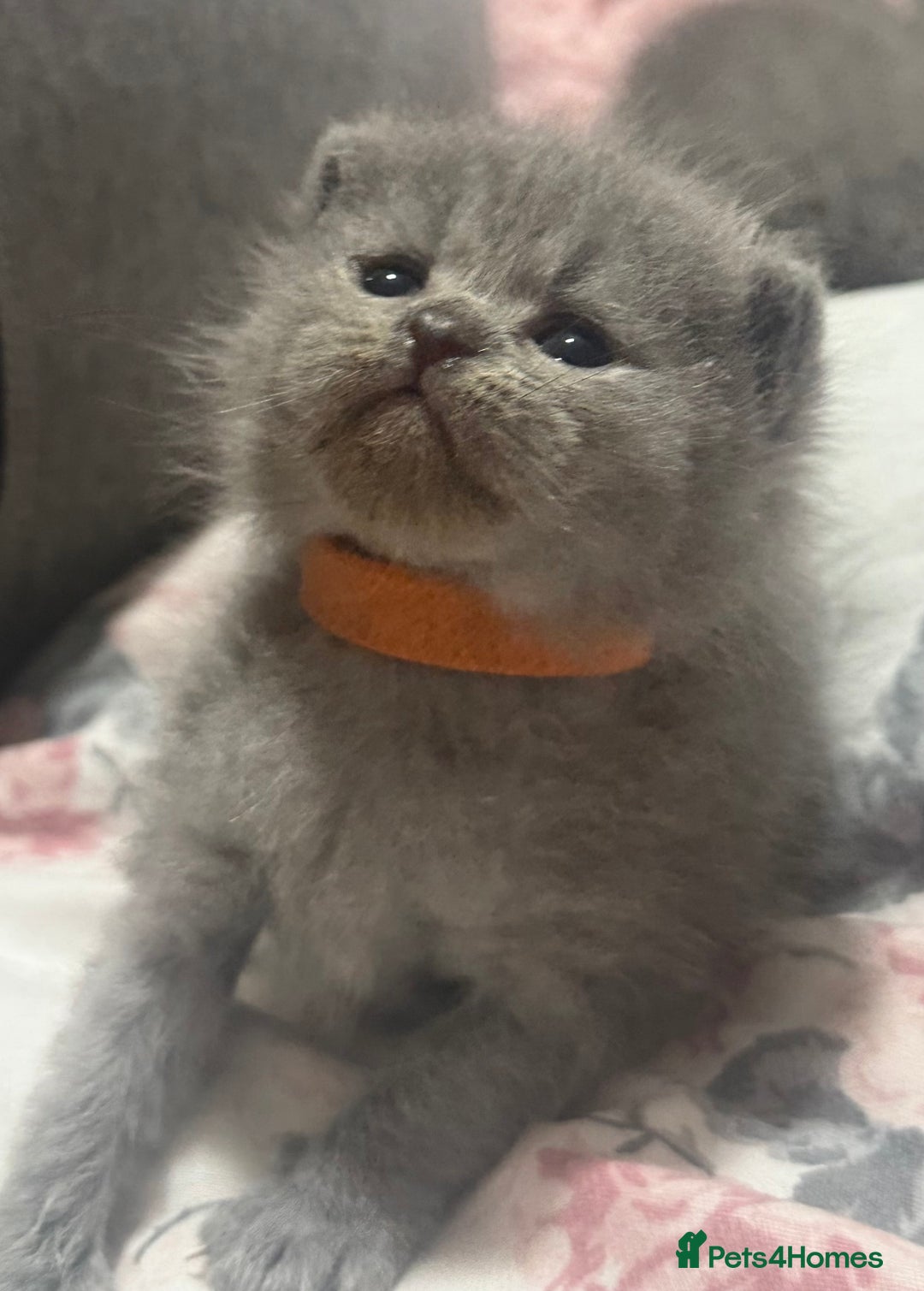 Himalayan cats for sale: 3 kittens Himalayan x Scottish fold Ready now - Image 23