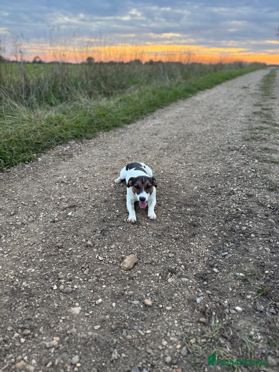 Jack Russell dogs for stud: Jack Russel for Stud  - Advert 4