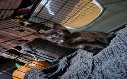 Mixed Breed cats for sale: Adorable black kittens for sale  - Image 11