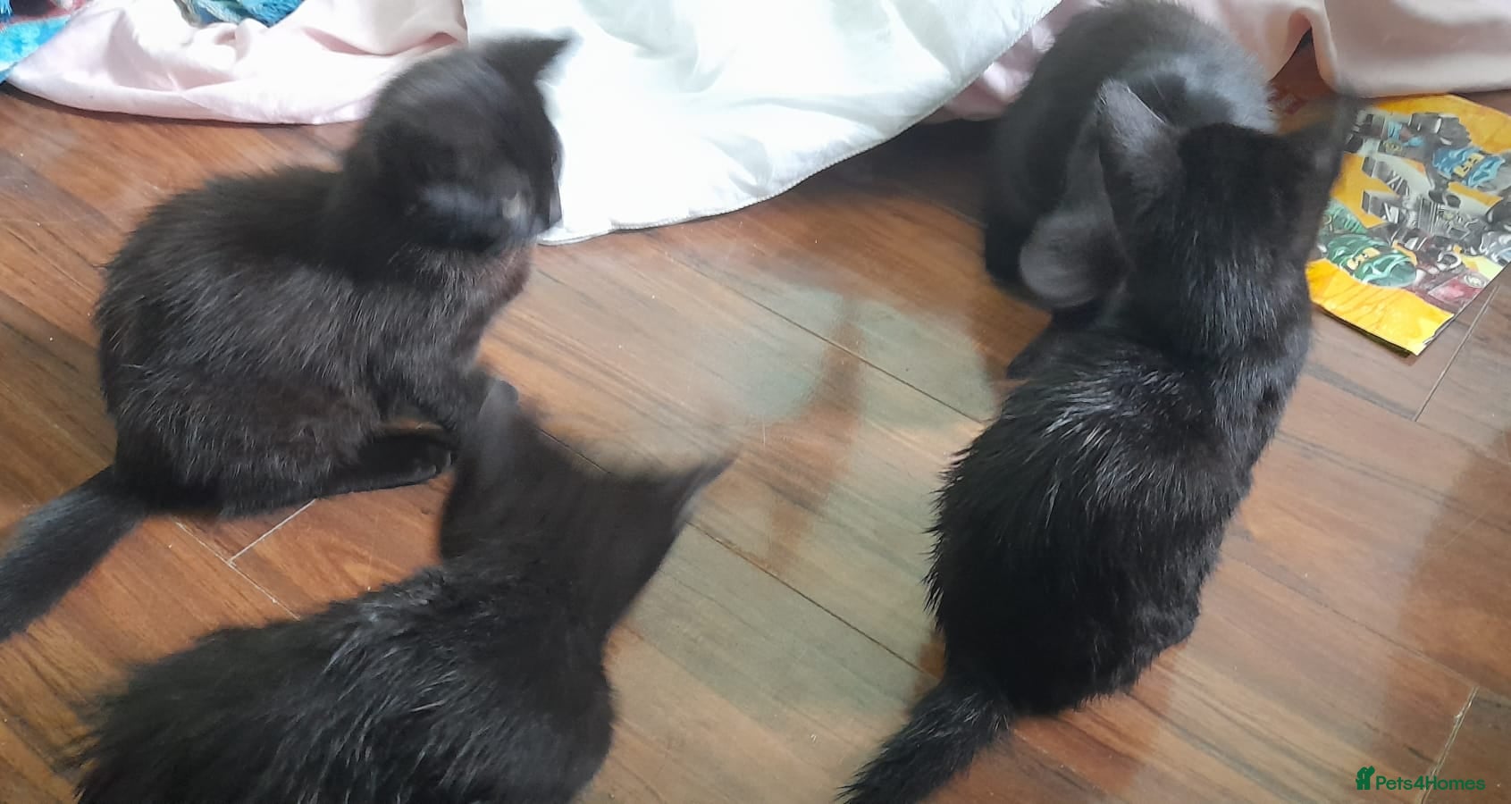Mixed Breed cats Four lively black kittens for sale! - Advert 2
