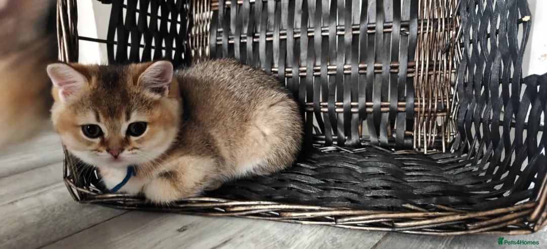 British Shorthair cats for sale: Cute & Playful Kittens for Sale – Vet Checked - Advert 4