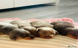 Miniature Dachshund dogs for sale: Beautiful litter of KC reg miniature dachunds  - Image 4