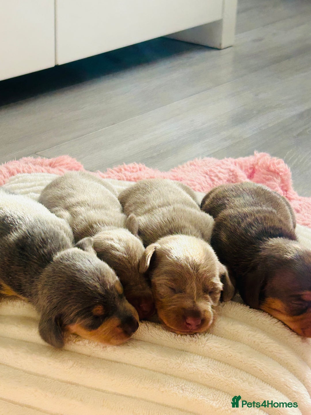 Miniature Dachshund dogs for sale: Beautiful litter of KC reg miniature dachunds  - Image 4