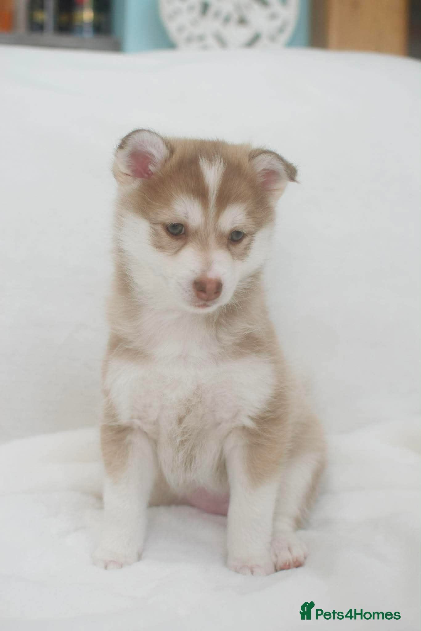 Pomsky dogs STUNNING POMSKY PUPPIES  - Advert 2