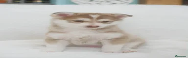 Puppy 4