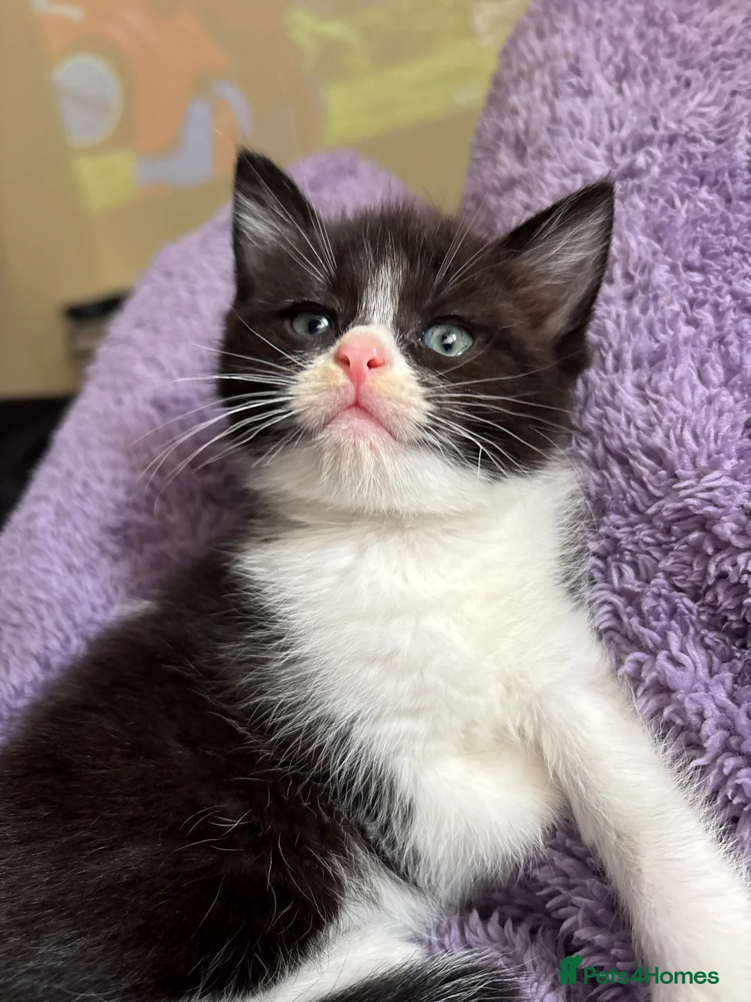 Ragdoll cats for sale: Beautiful Ragdoll Tuxedo Mix Kittens 🐾 - Advert 10