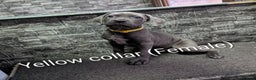 Cane Corso dogs for sale: Cane corso puppies  - Advert 38