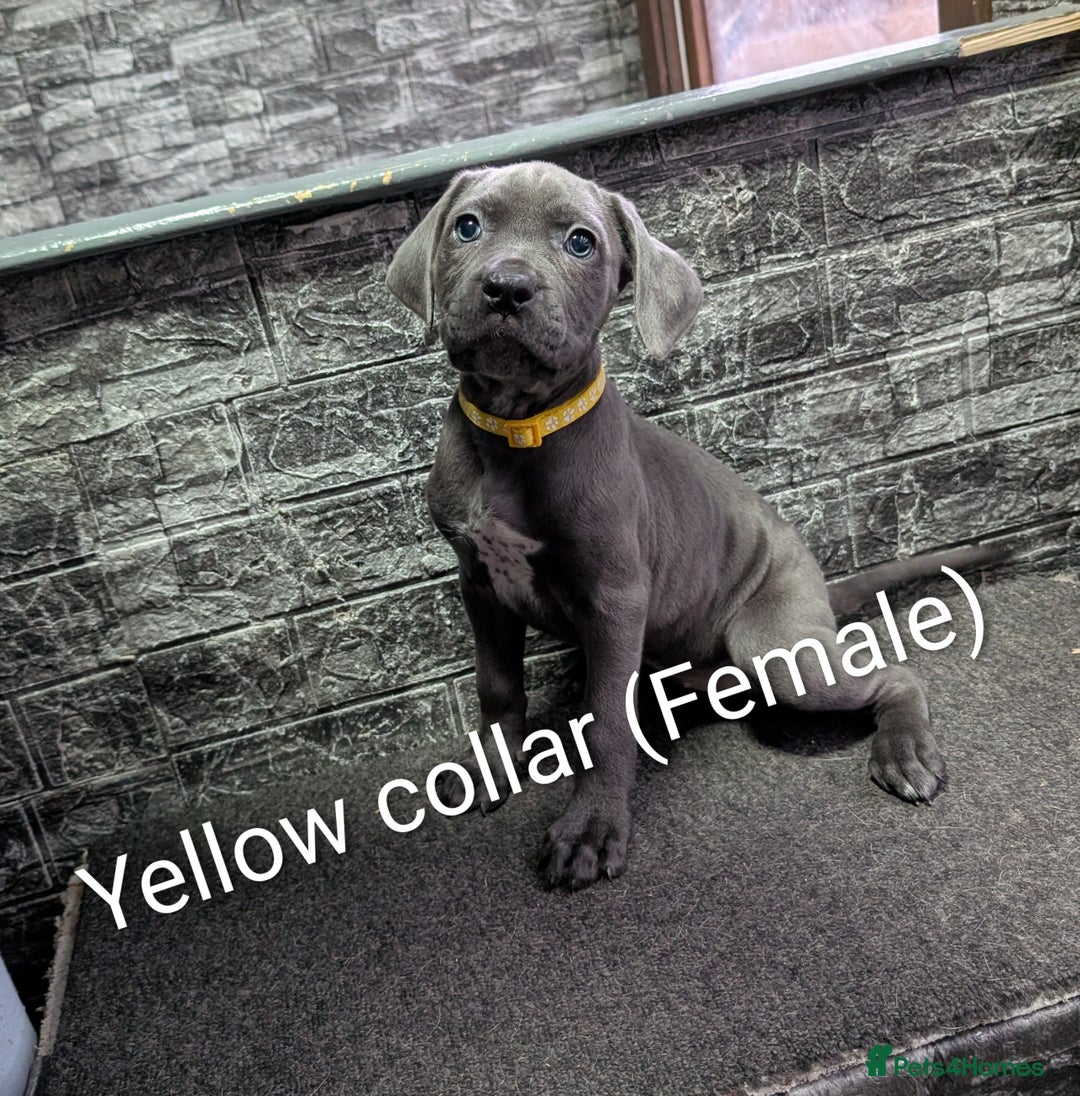 Cane Corso dogs for sale: Cane corso puppies  - Advert 38