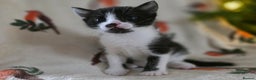 Mixed Breed cats for sale: Gorgeous kittens - Advert 12