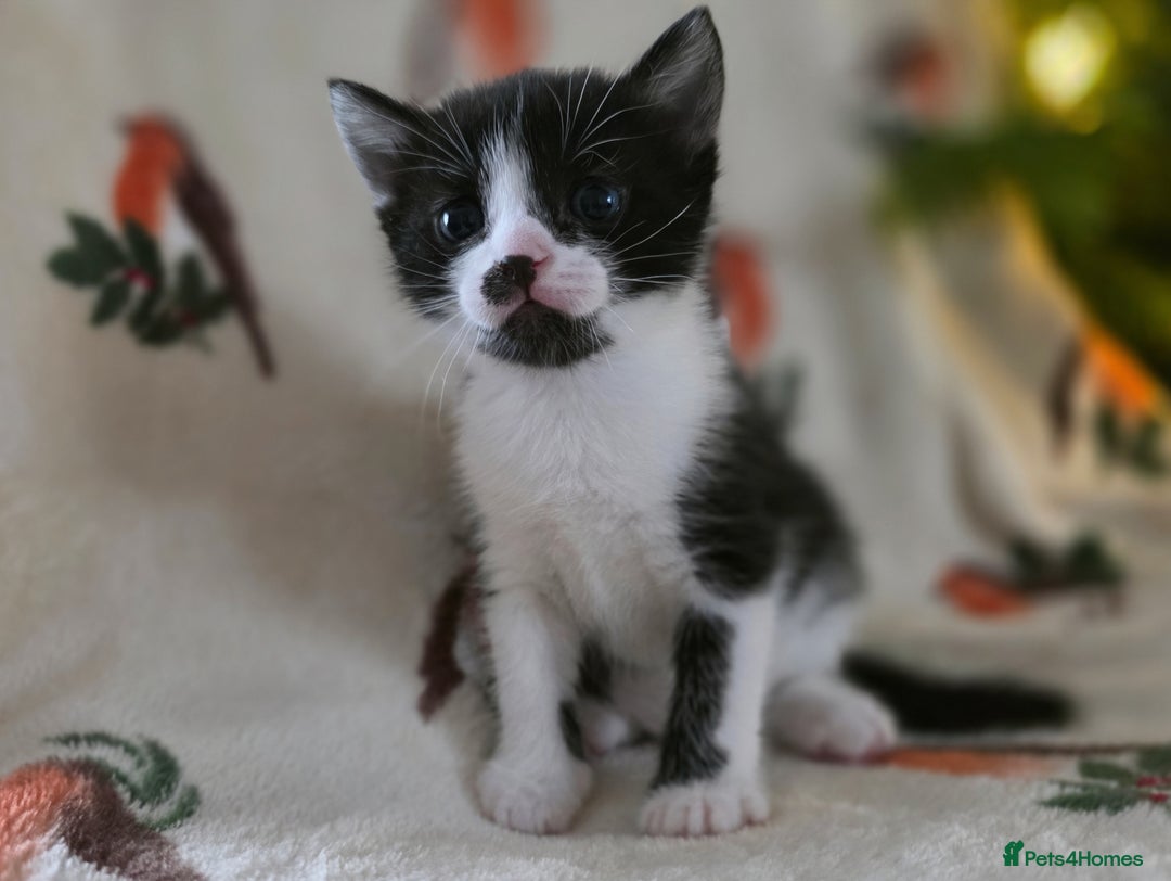 Mixed Breed cats for sale: Gorgeous kittens - Advert 12