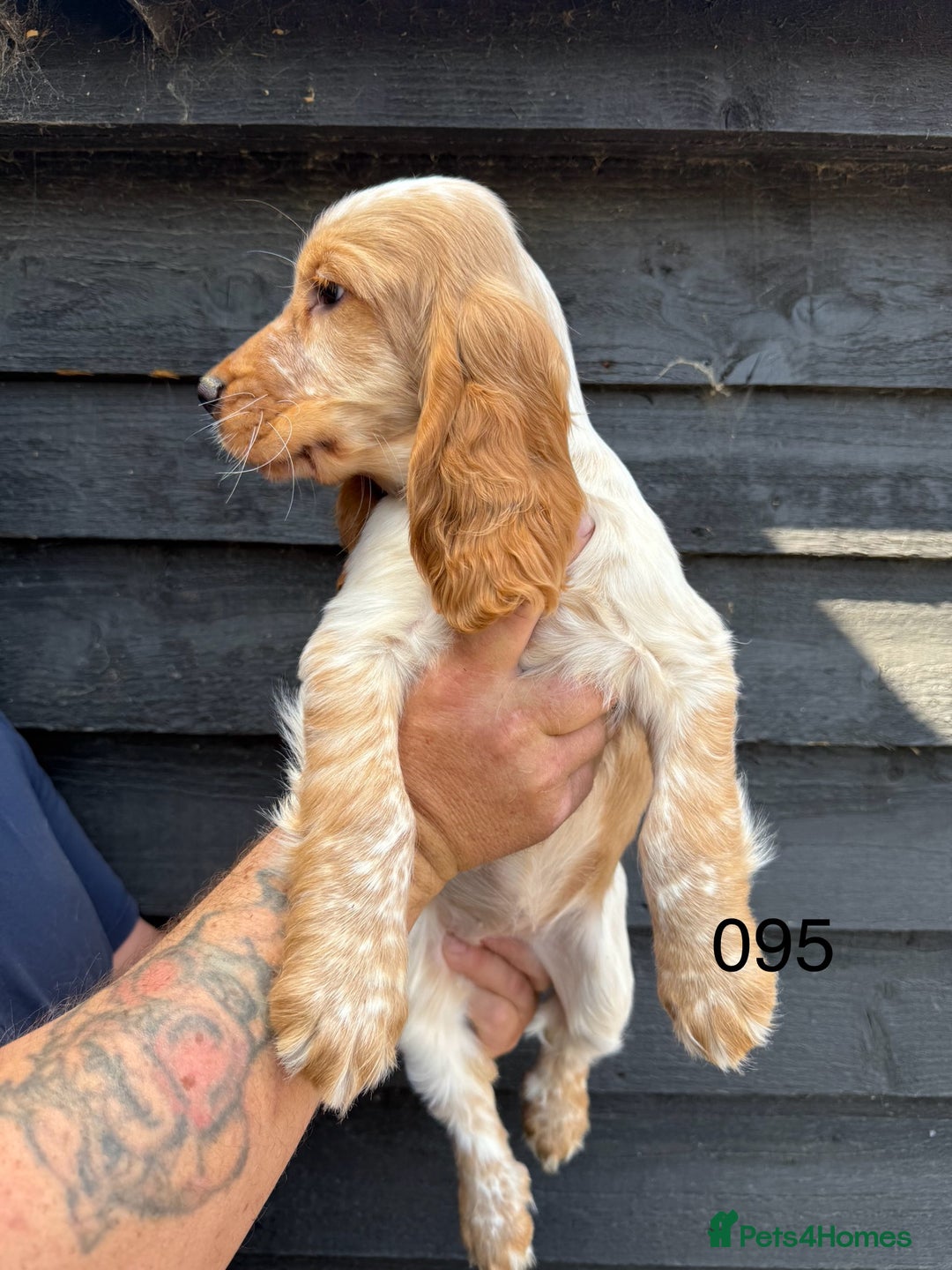 Cocker Spaniel dogs for sale: Fabulous Cocker Spaniel Pupies - Image 2