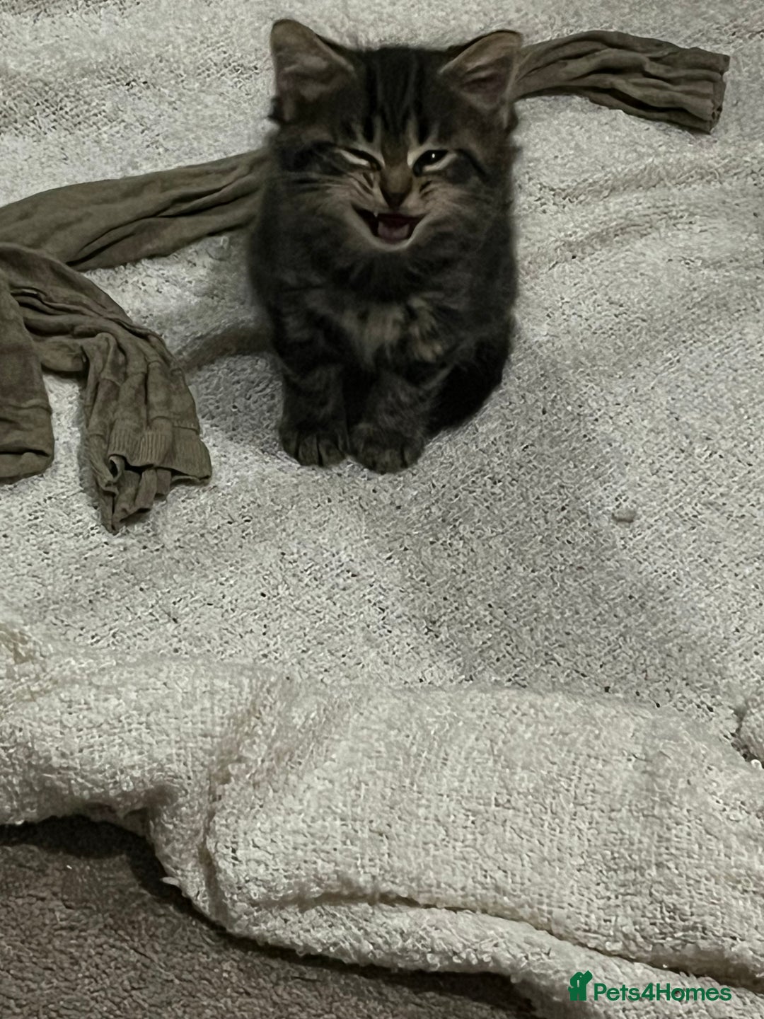 Mixed Breed cats for sale: 1 handsome boy for sale - Image 9